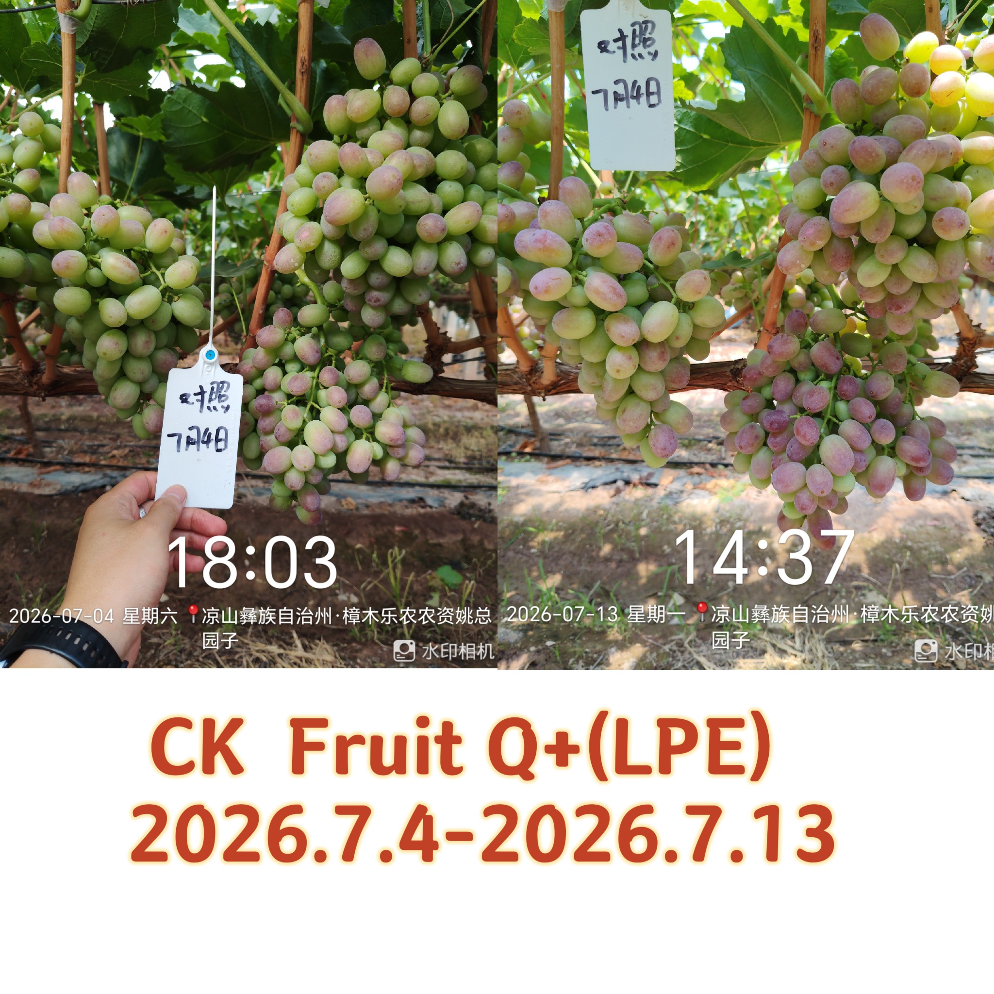 China grape control observation