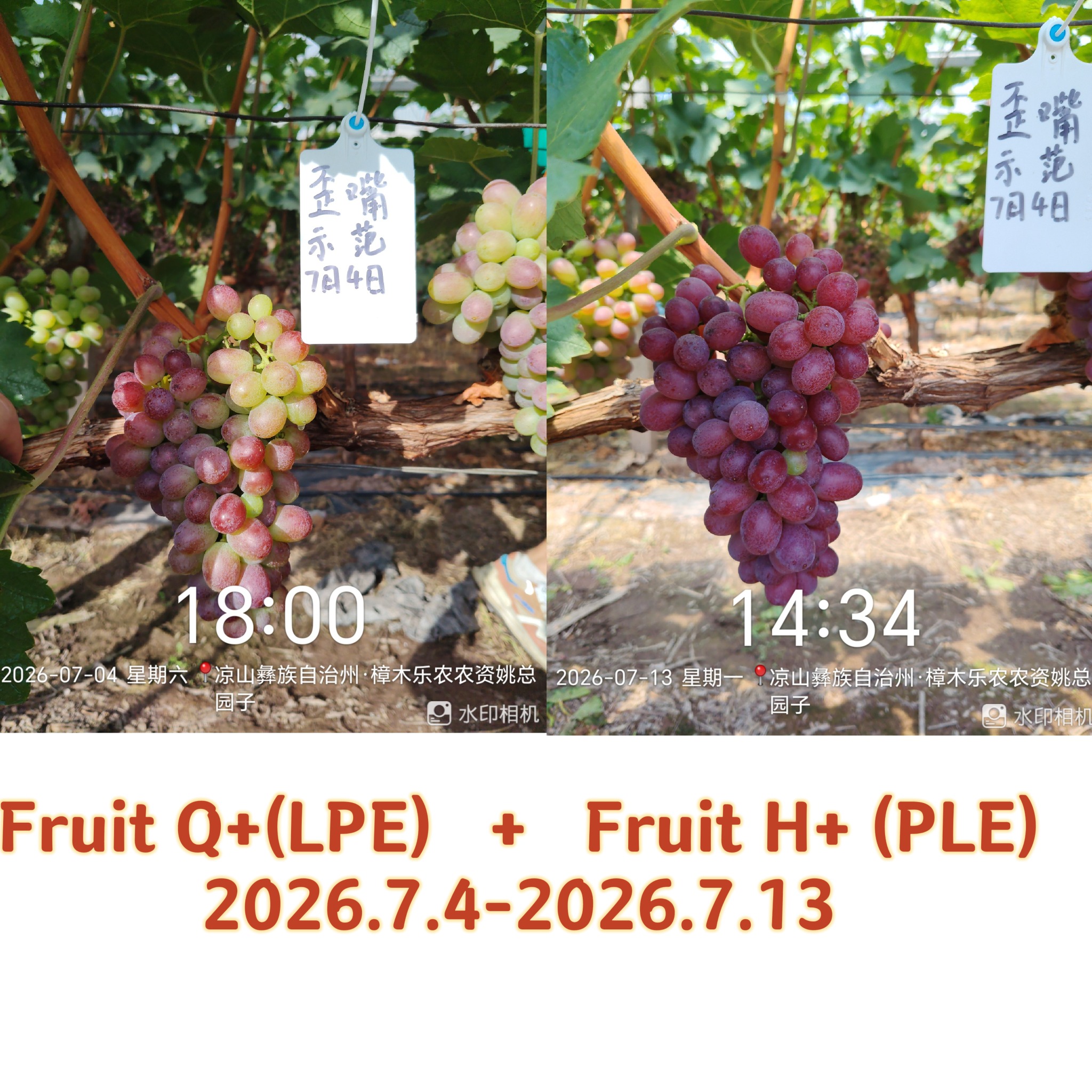 China grape field observation treatment example 1