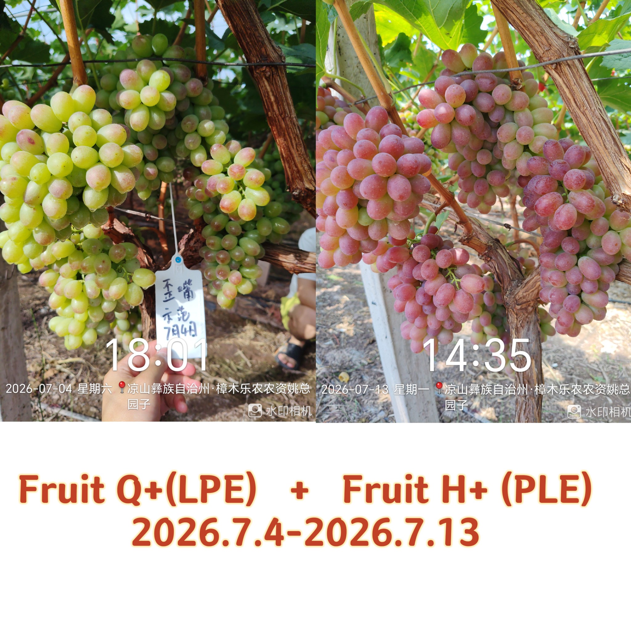 China grape field observation treatment example 2