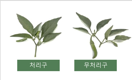 Pepper preliminary validation at 1000x