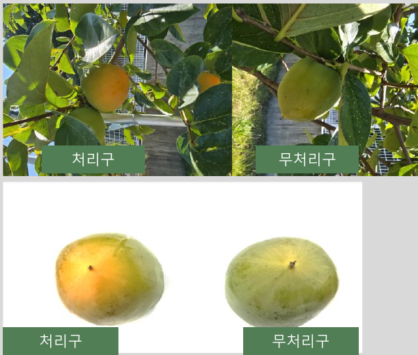 Daebong persimmon treated and untreated comparison at 1000x