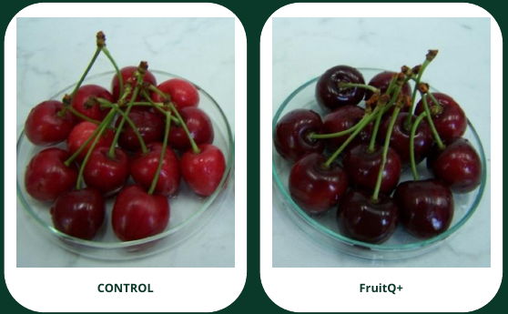 Cherry control and FruitQ+ comparison