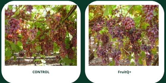 Grape field evidence