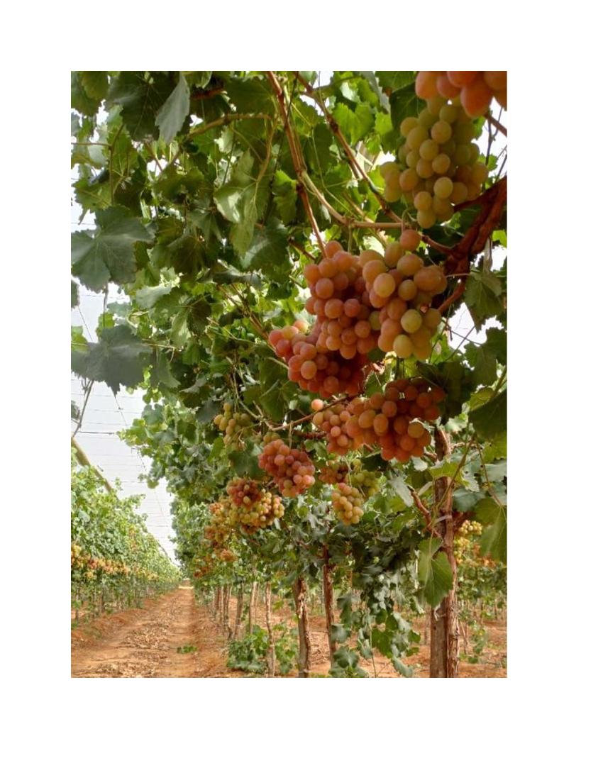 Cairo Three Starlight vineyard FruitQ+ field experience