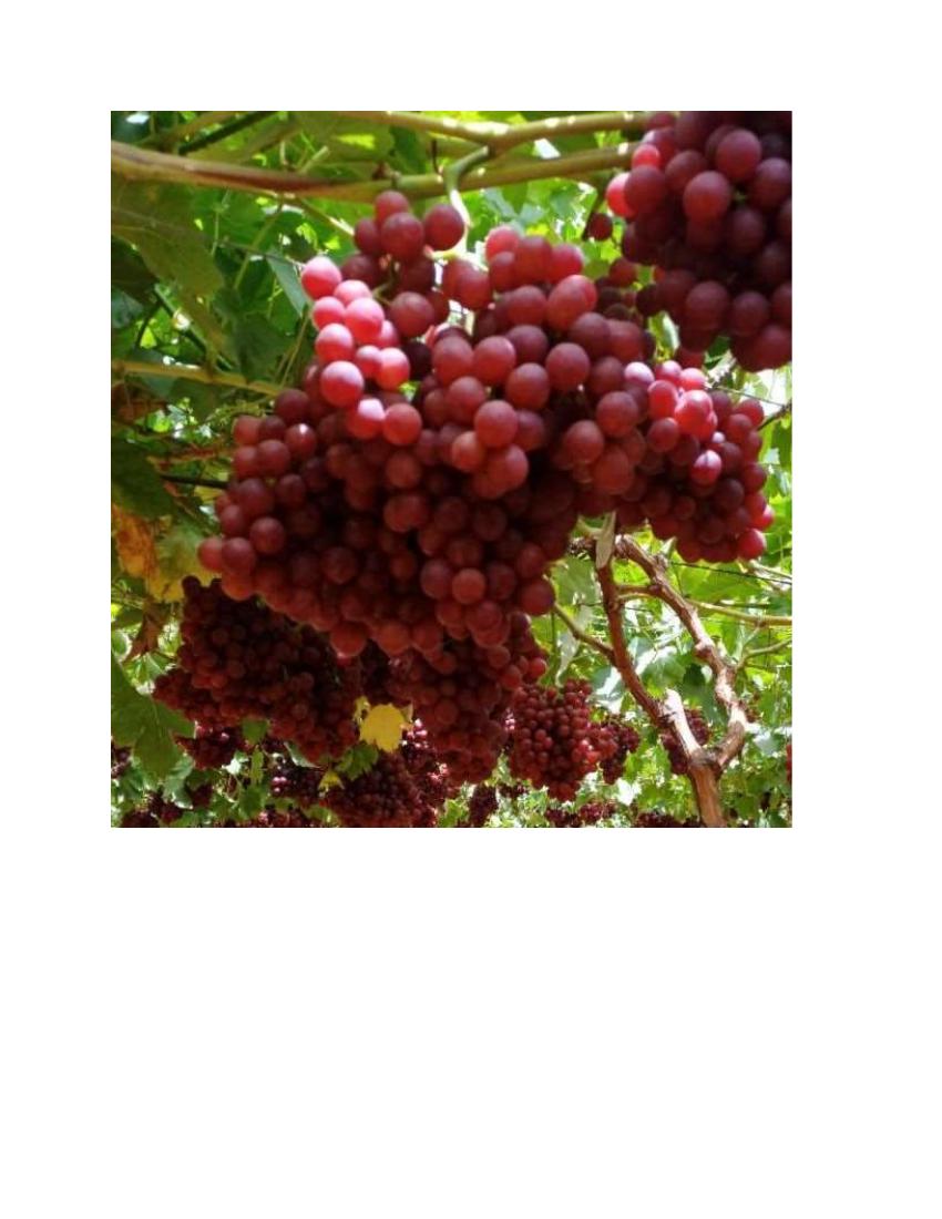 Hajj Mohsen Al-Azabi Early Flame vineyard FruitQ+ field experience