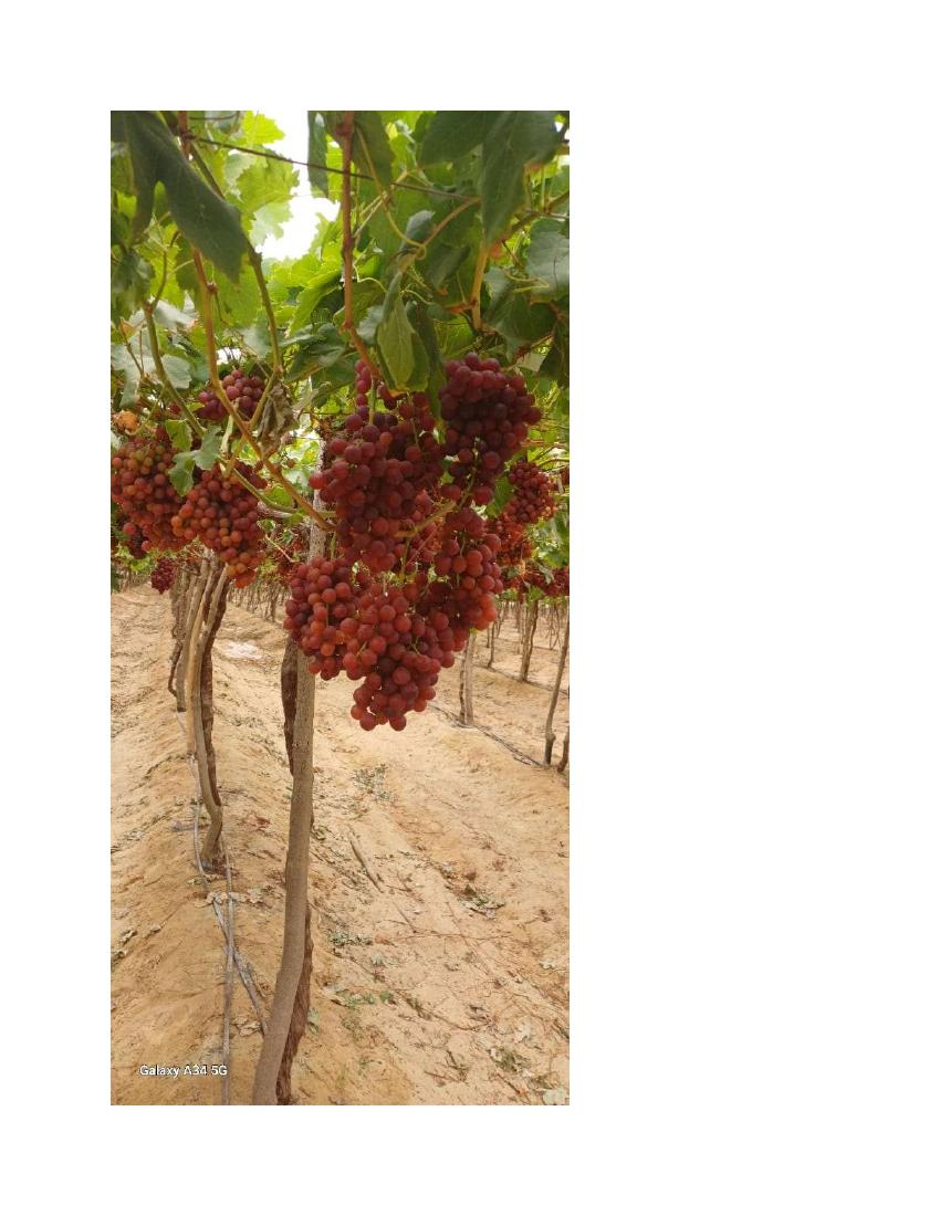 Sheikh Sherif Early Flame vineyard FruitQ+ field experience