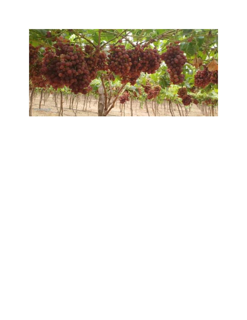 Dr Tarek Helmy Early Flame vineyard FruitQ+ field experience