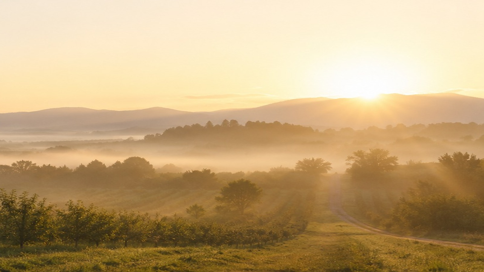 Agricultural landscape