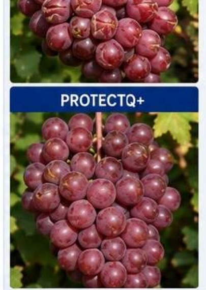 Control and ProtectQ+ Shine Muscat field comparison