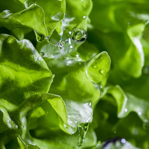 Healthy plant leaves