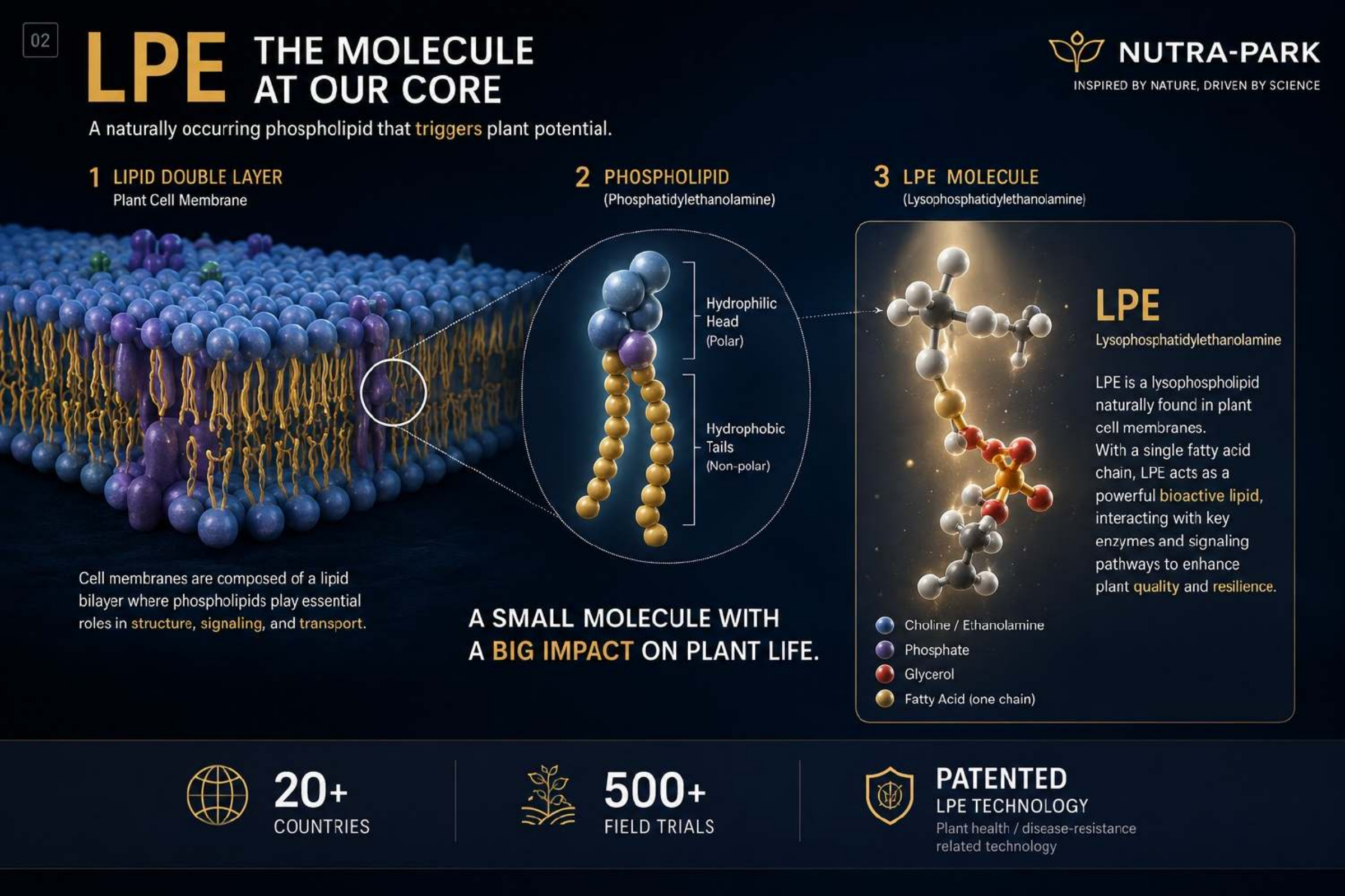 LPE — The Molecule at Our Core